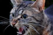 How Can I Tell If My Cat Feels Defensive?
