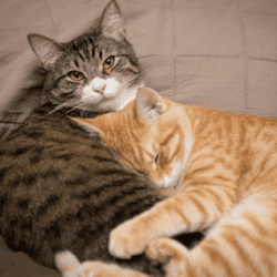2+cats+for+Introducing+article 2+cats+for+Introducing+article