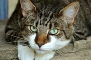 FAQ’s About Feline Immunodeficiency Virus (FIV)