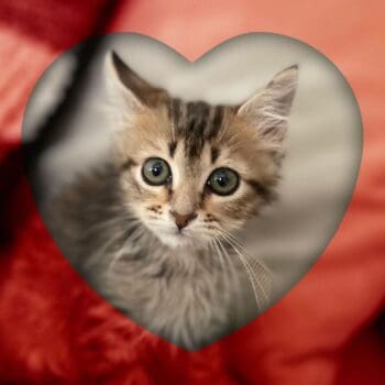 donate-today donate-today